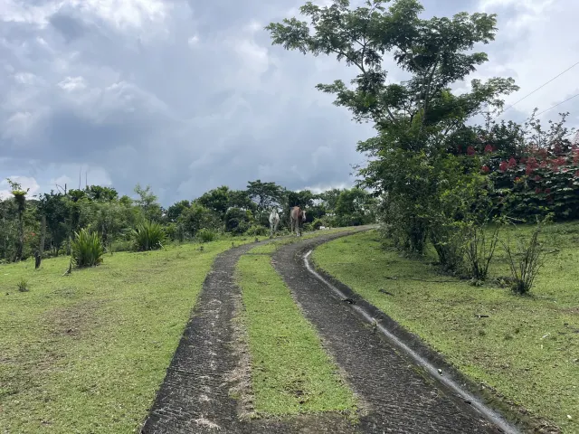 Propiedad de 26 hectareas con canopy tour, caballos, dos casas y plataformas planas listas para construir casas