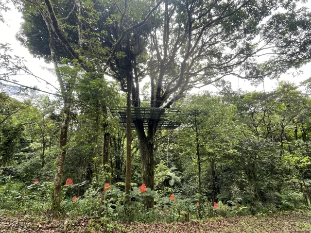 Propiedad de 26 hectareas con canopy tour, caballos, dos casas y plataformas planas listas para construir casas