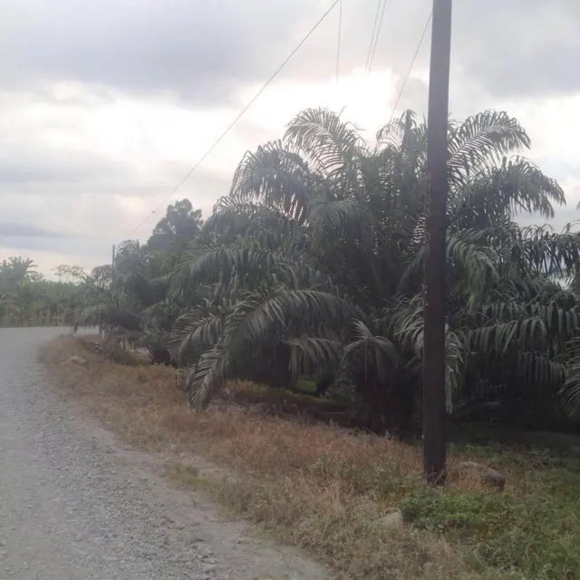Finca ganadera para engorde y de palma de134 hectareas