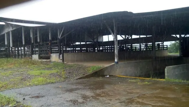 Finca ganadera para engorde y de palma de134 hectareas