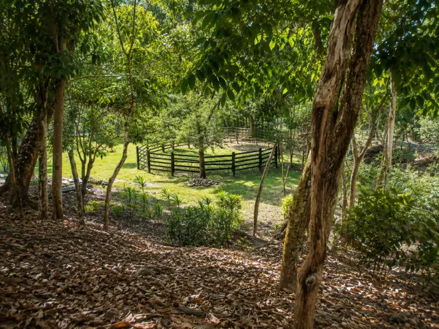 Finca de 38.5 Hectáreas en Venta en Vainilla, Tambor – Naturaleza, Producción y Potencial de Desarrollo