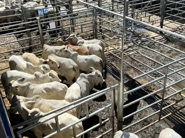 Propiedad agropecuaria de 4,461 ha con agua y alto potencial