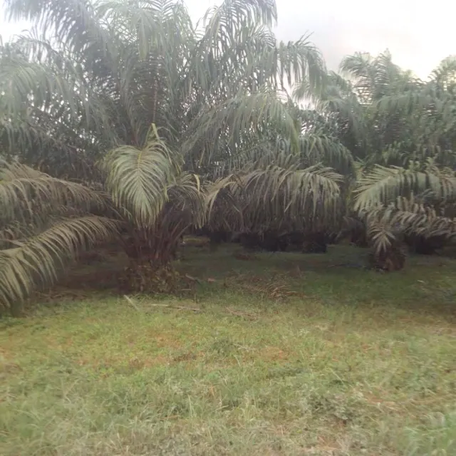 Finca ganadera para engorde y de palma de134 hectareas