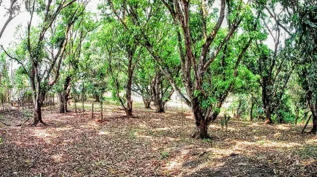 Lote Estratégico de 1.312 m² Frente a Ruta 27 – Orotina, Alajuela