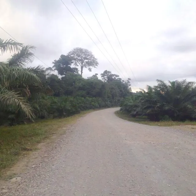 Finca ganadera para engorde y de palma de134 hectareas