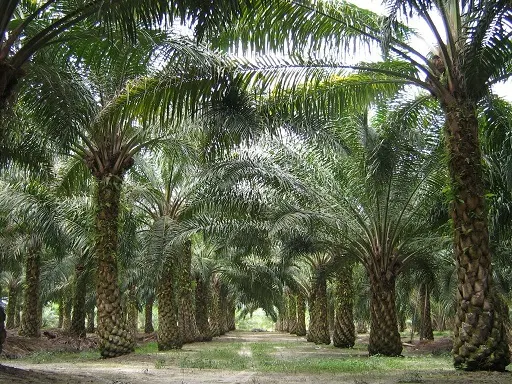 Finca ganadera para engorde y de palma de134 hectareas