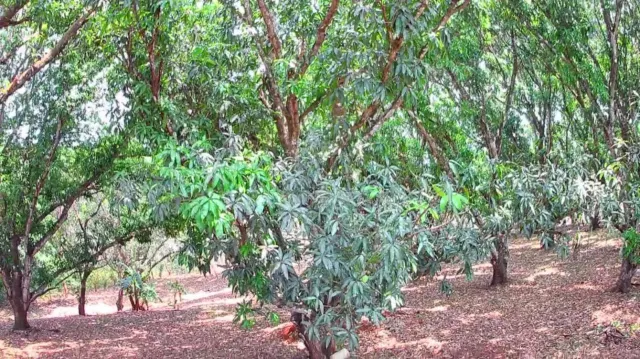 Lote Estratégico de 1.312 m² Frente a Ruta 27 – Orotina, Alajuela