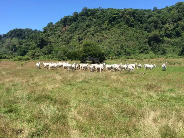Isla en Venta en Sierpe, Osa – 259 Hectáreas de Naturaleza, Playas y Potencial de Desarrollo