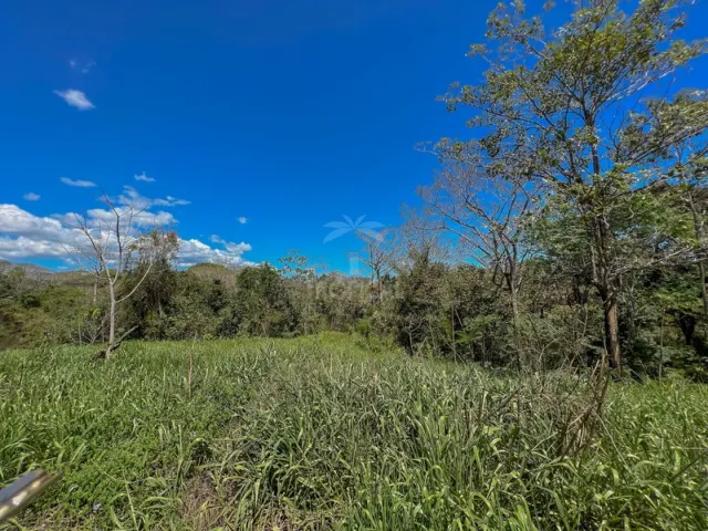 Un terreno abierto cubierto de pasto verde con varios árboles y arbustos bajo un cielo azul despejado.