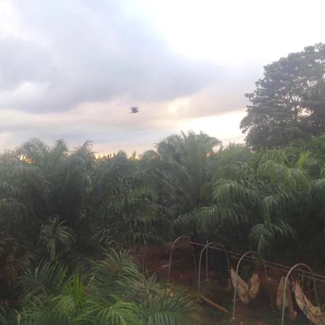 Finca ganadera para engorde y de palma de134 hectareas