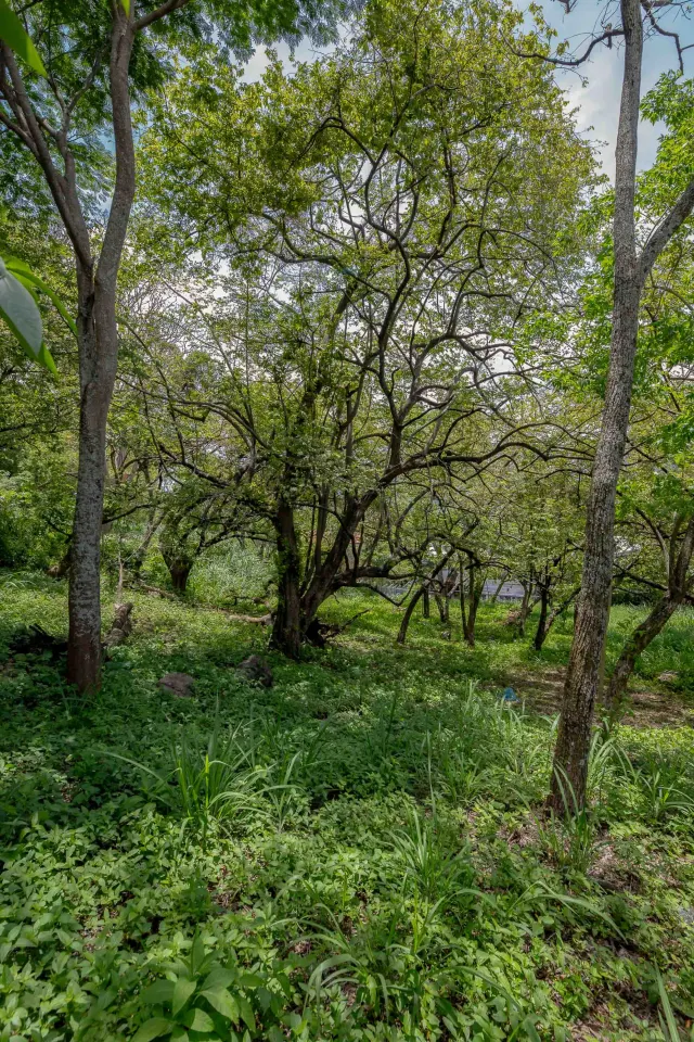 Venta de Lote Privado y Lujoso en Rio Oro, Santa Ana