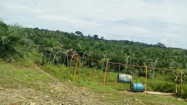Finca ganadera para engorde y de palma de134 hectareas