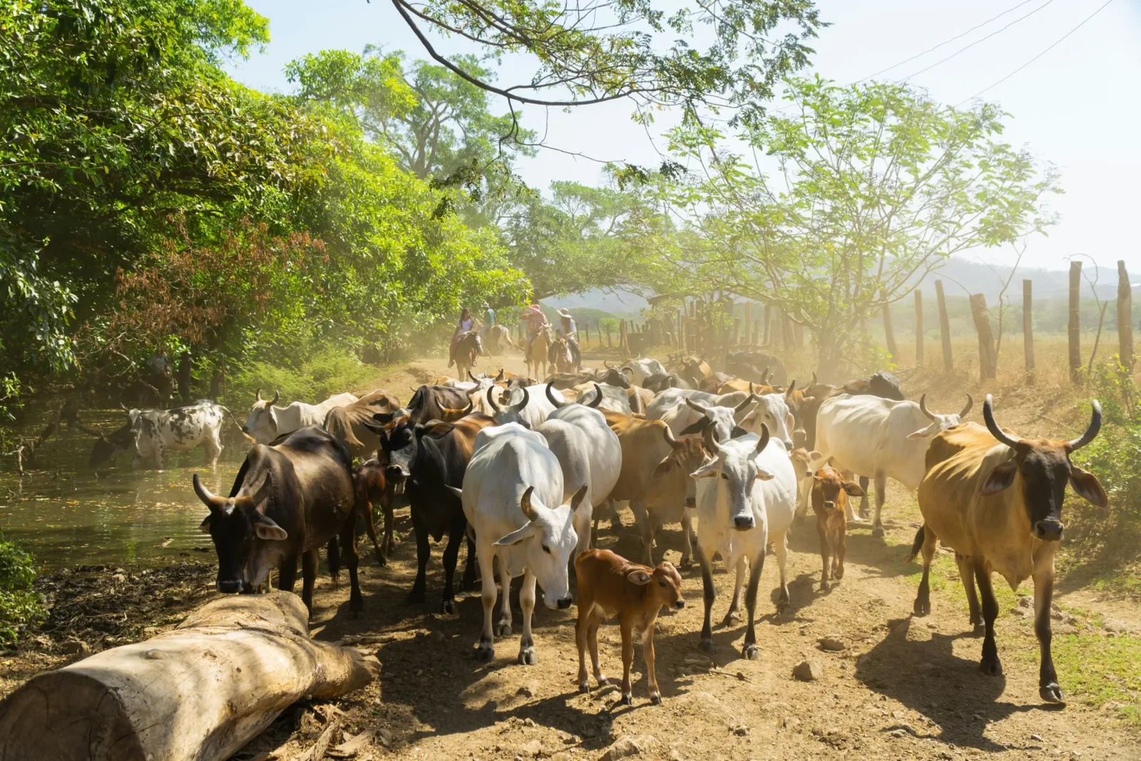 Bienes raíces en Guanacaste: guía del comprador para propiedades en la Costa Dorada
